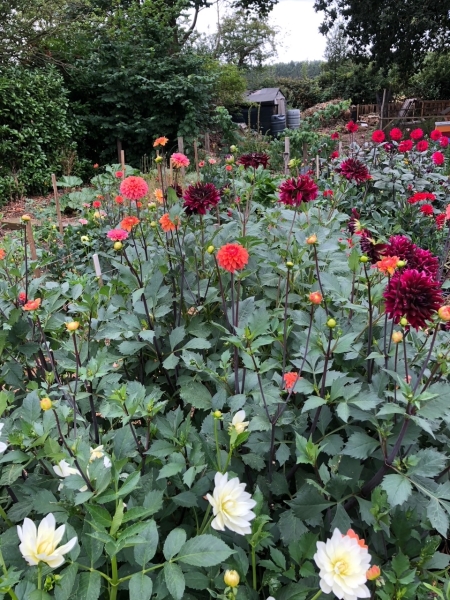 Sarratt Community Garden